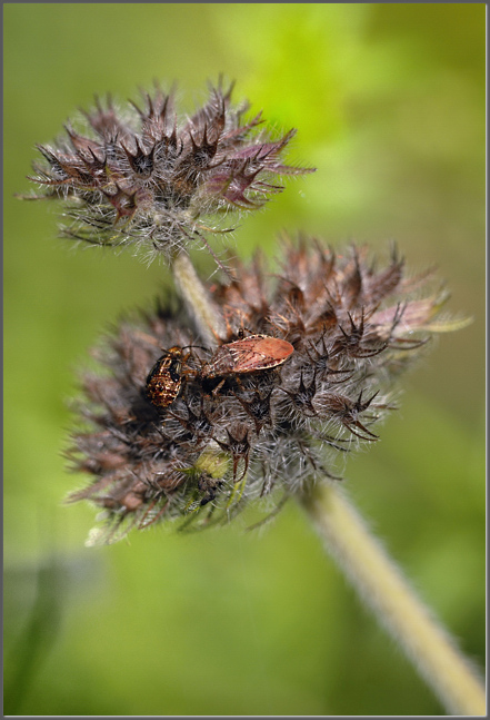Wild basil
