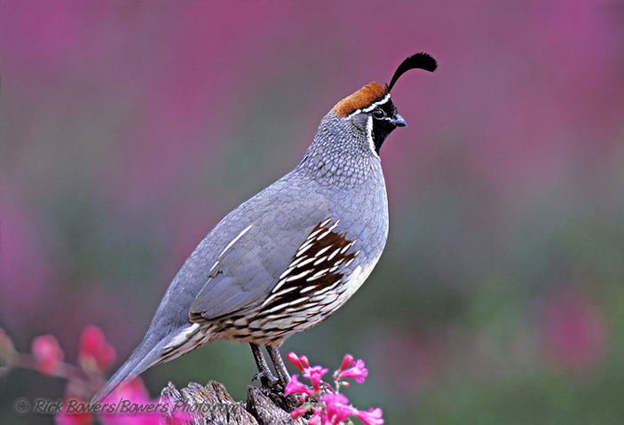 Gambel's Quail