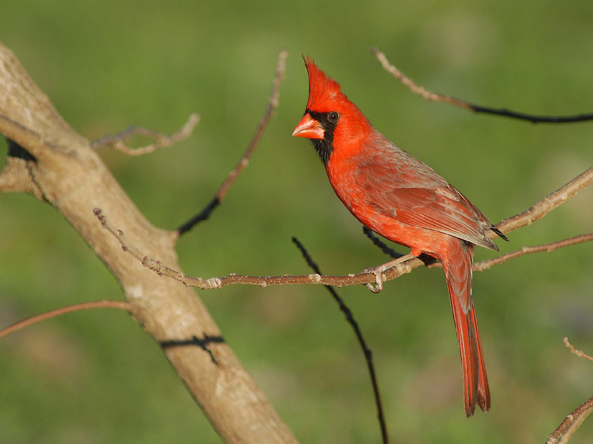 Cardinal