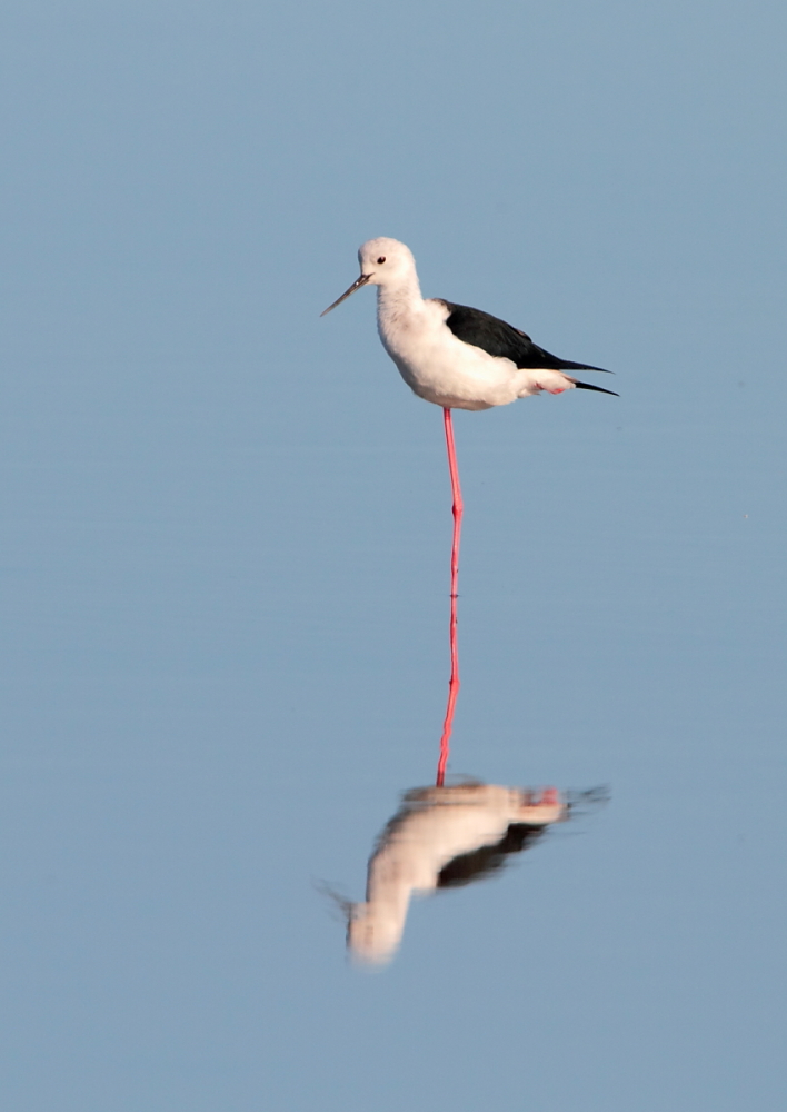 Double Stilt