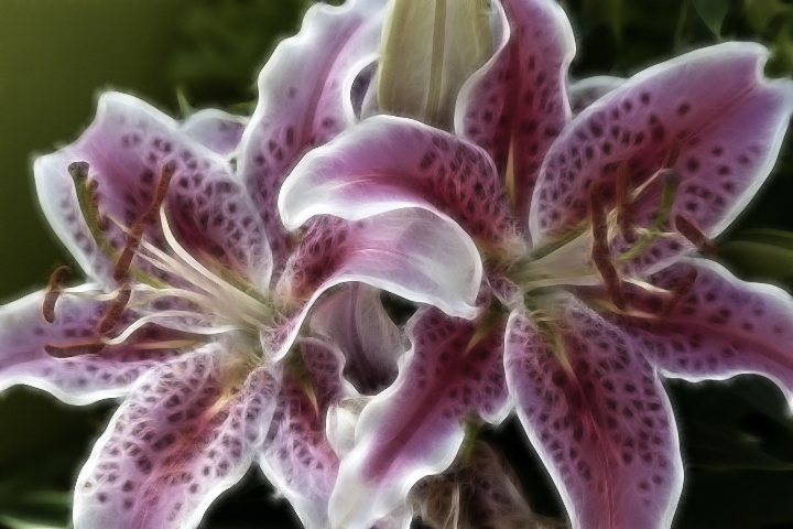 Asiatic Lily