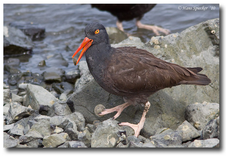Black Oystercatcher