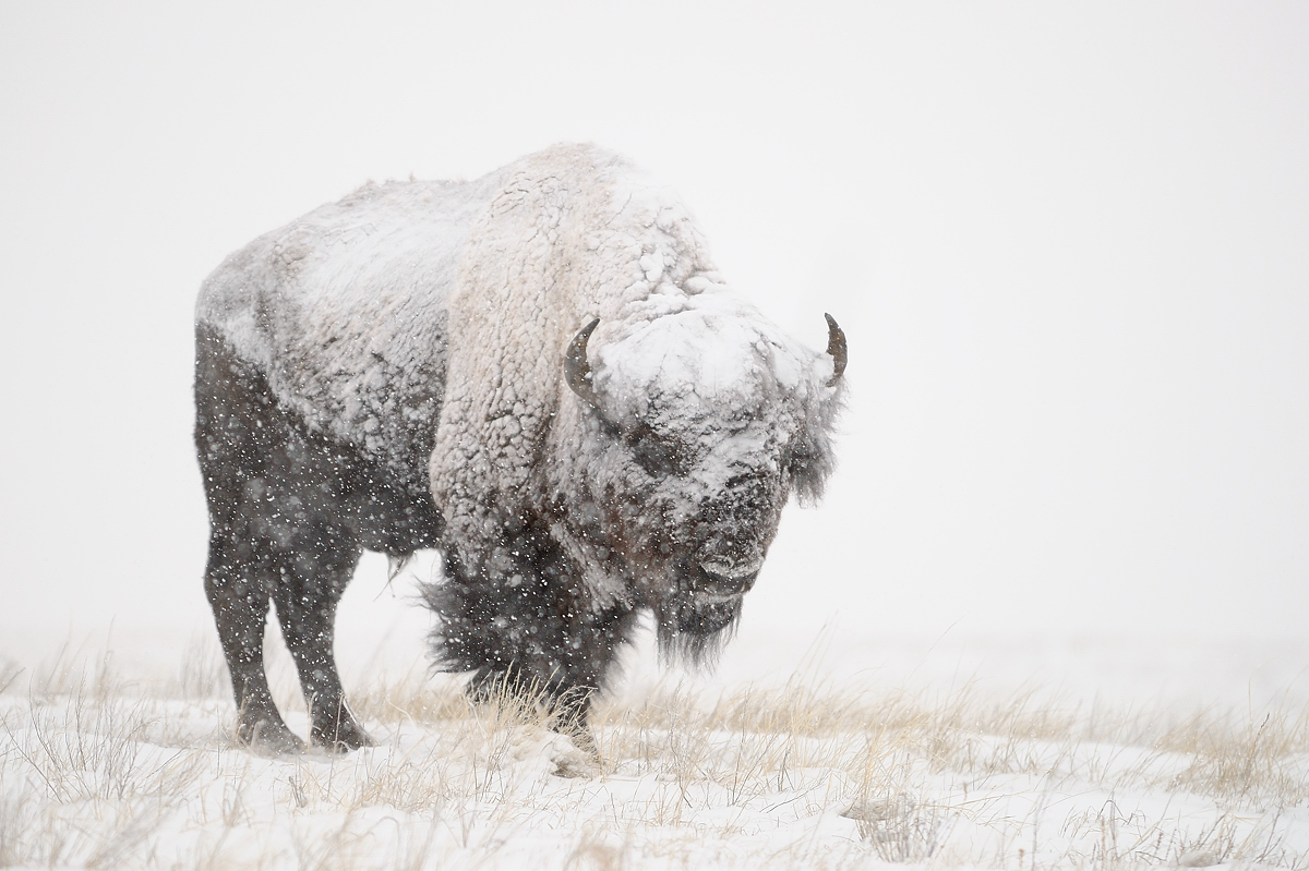 Chilly buffalo WC #422