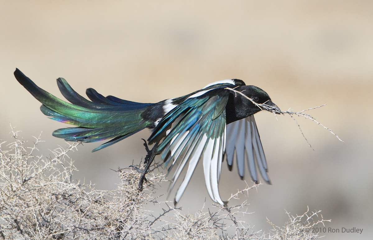 Black-billed Magpie
