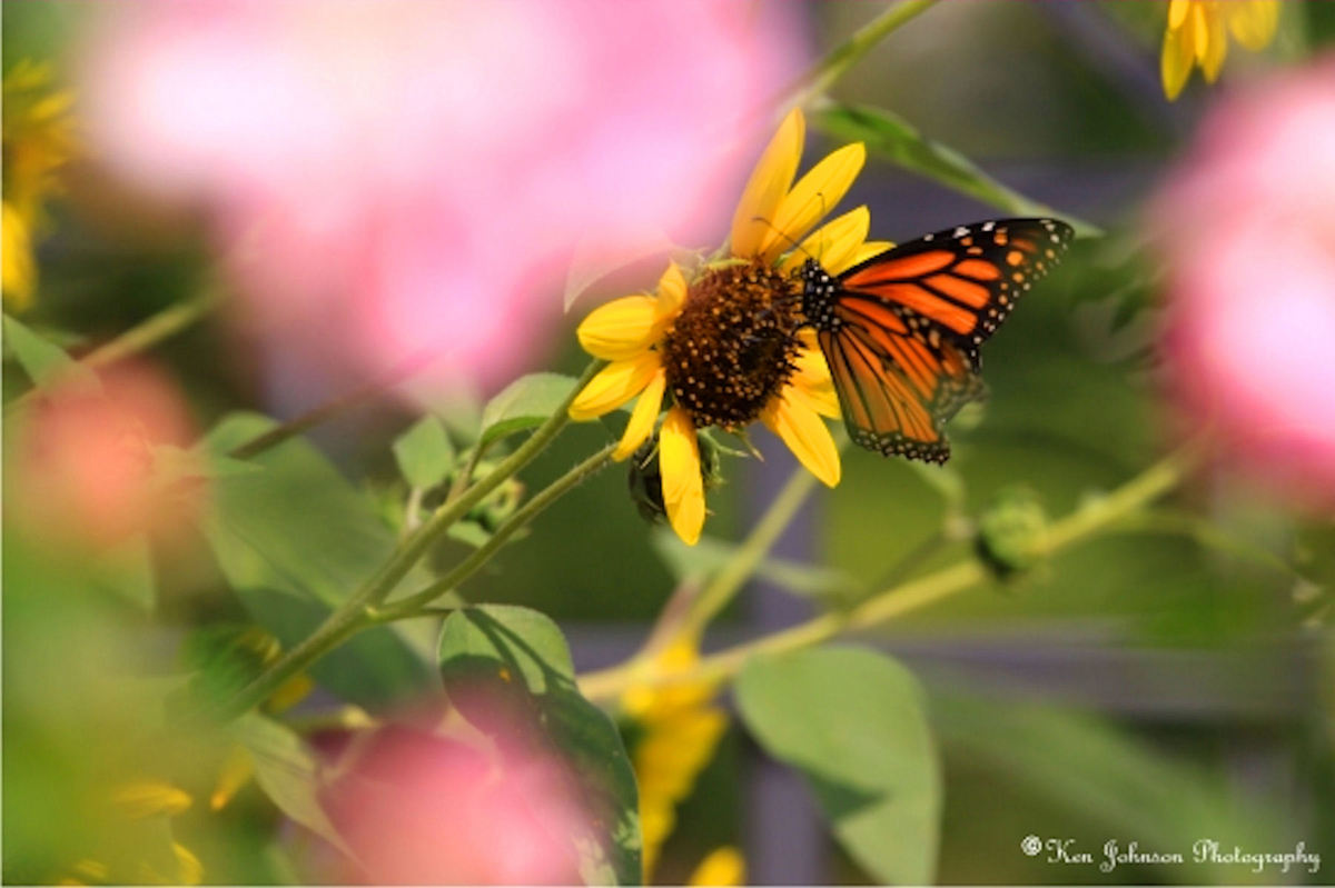 Monarch in Pink