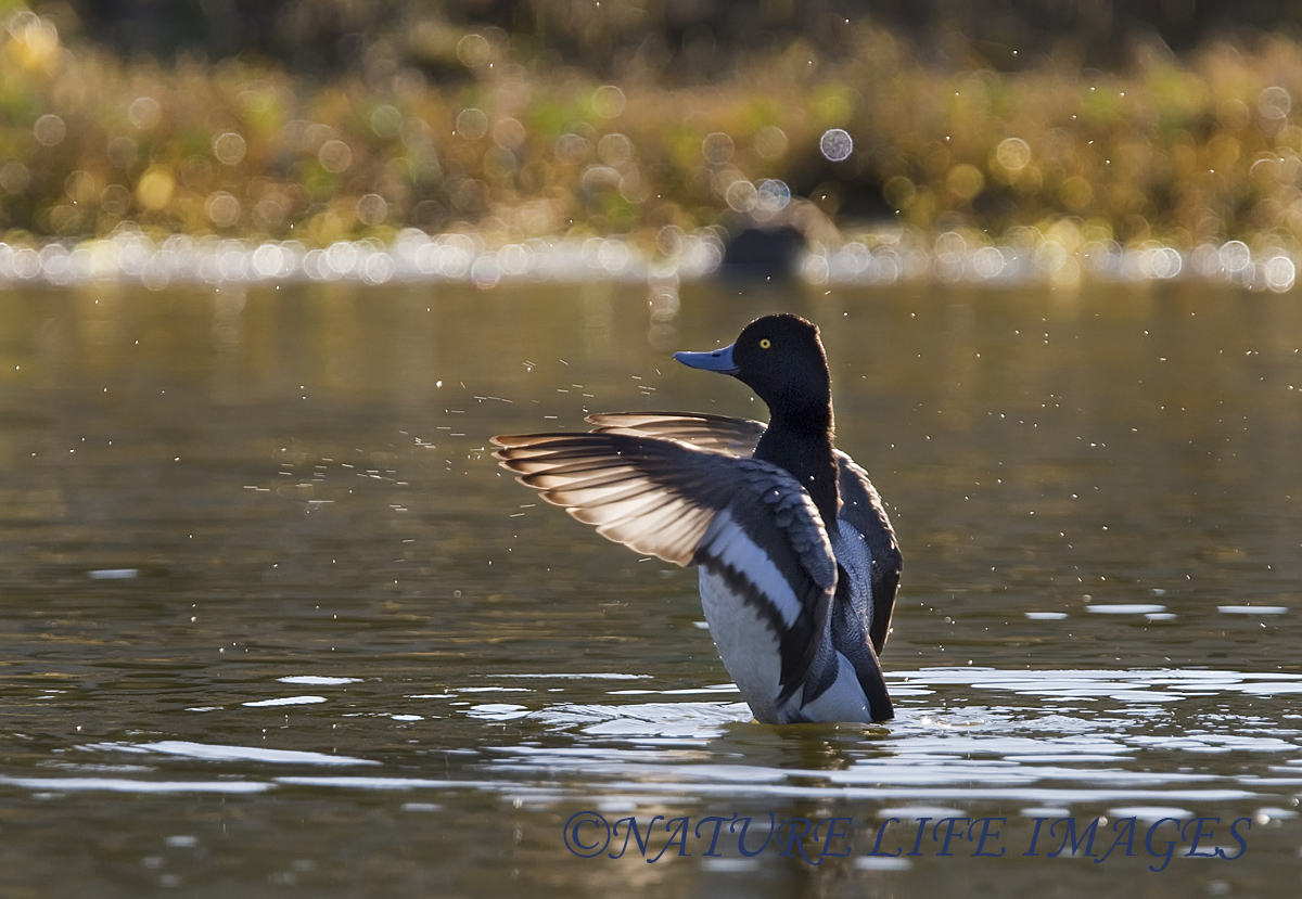 Backlit  Lesser Scaup