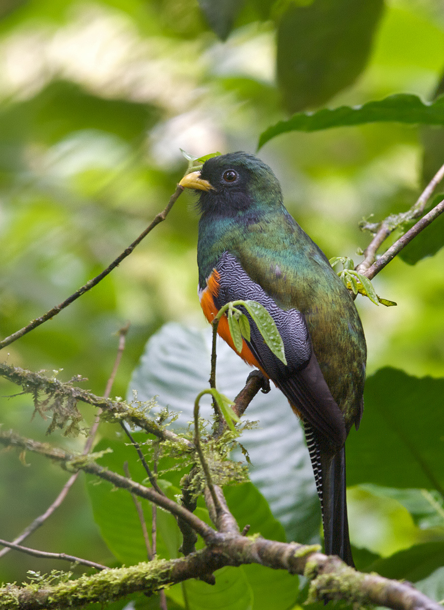 Orange-bellied Trogon
