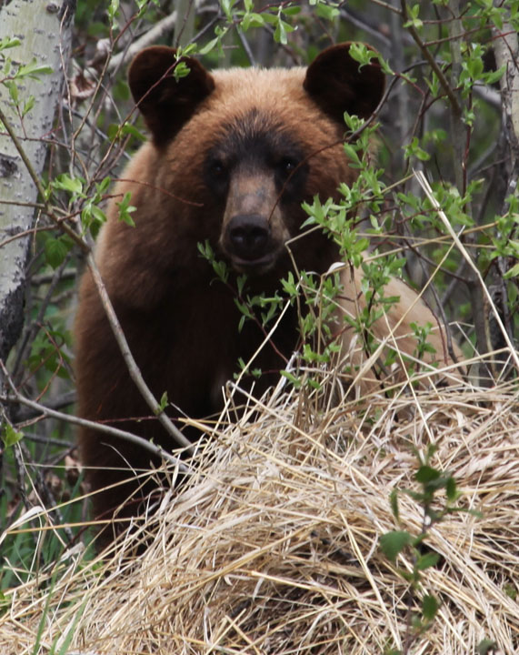 Black Bear