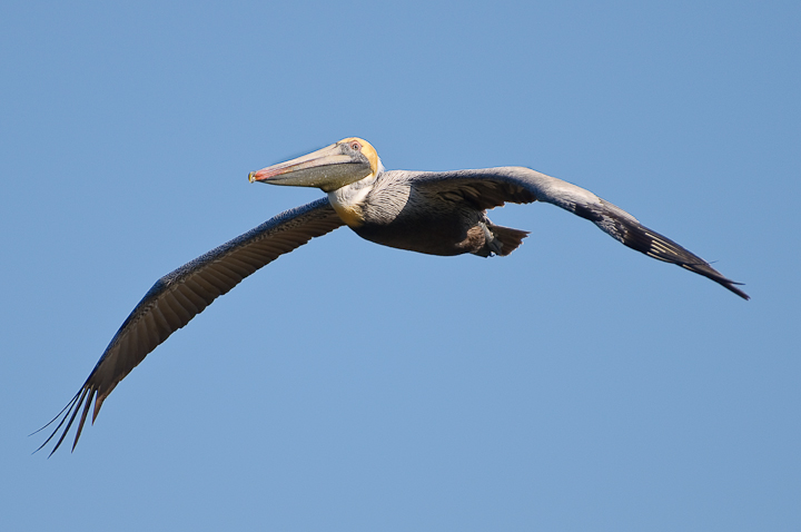 Brown Pelican