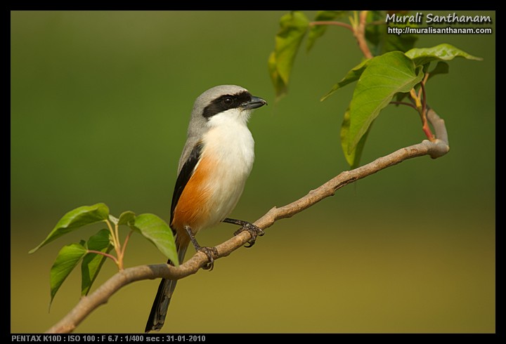 Shrike