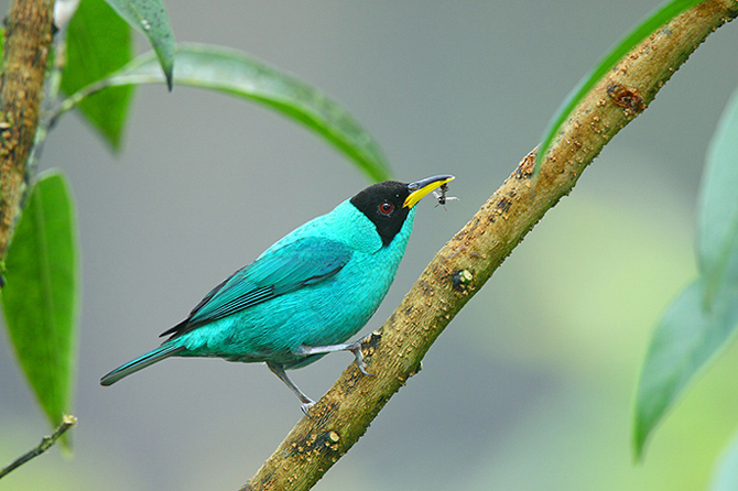 Green Honeycreeper