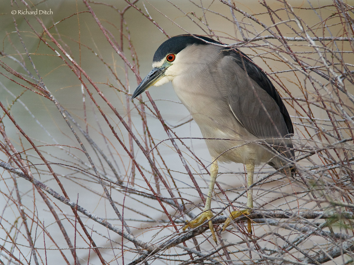 Black-crowned NightHeron