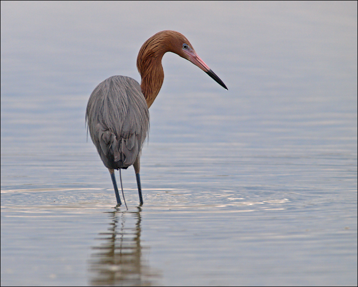 Reddish Egret