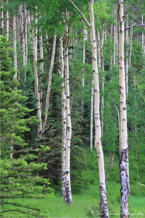 Aspens In Summer