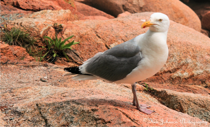 Sea Gull at Acadia NP