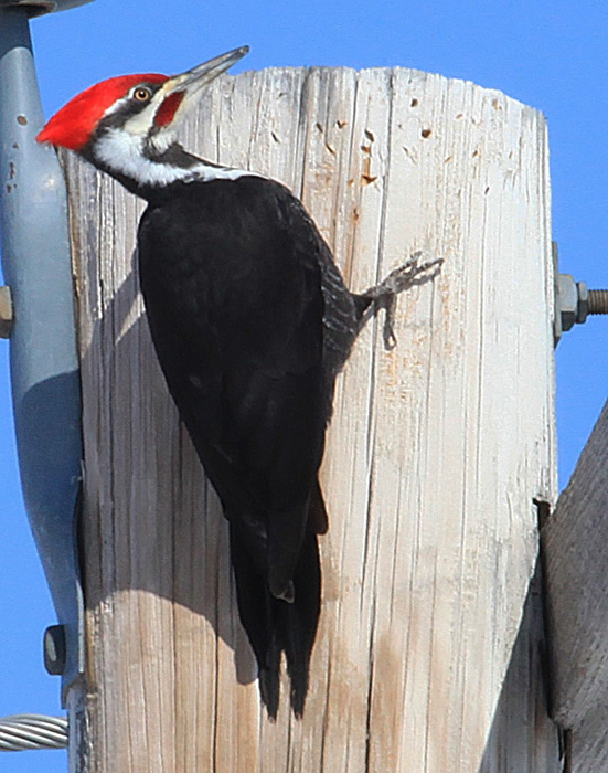 Woodpecker