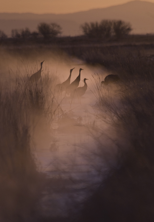 Cranes in the fog