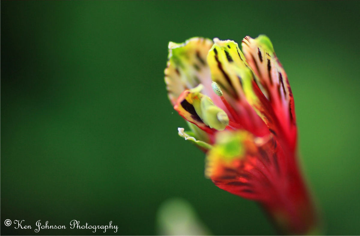 Red & Green Flowers