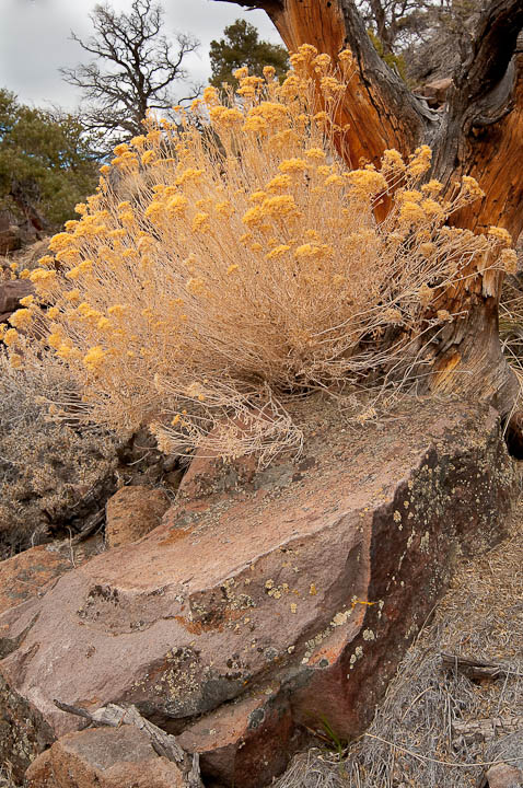Nevada Still Life