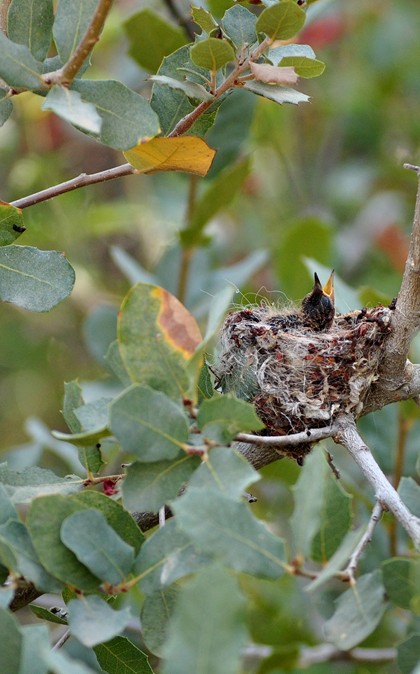 Hummingbird Nestling