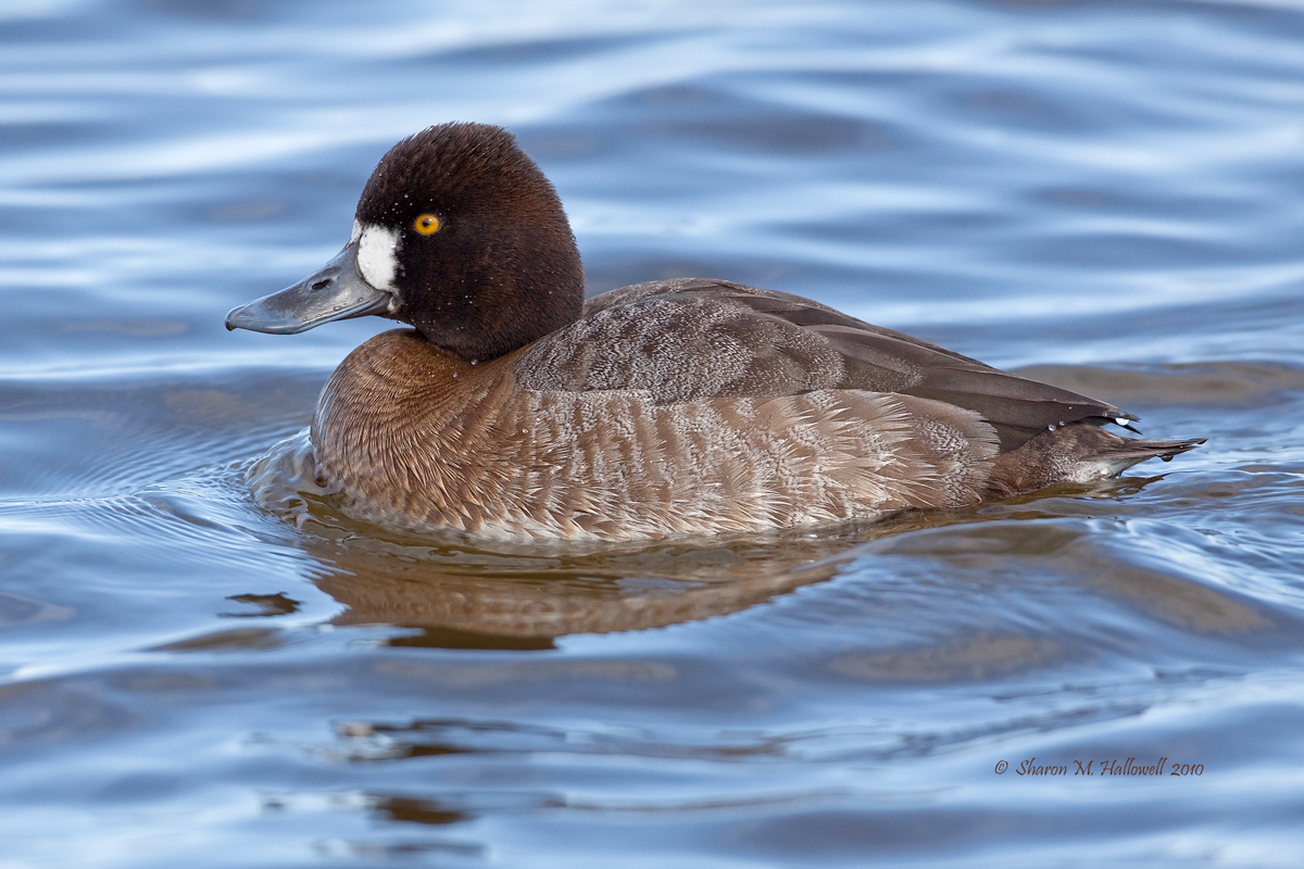 Lesser Scaup Hen