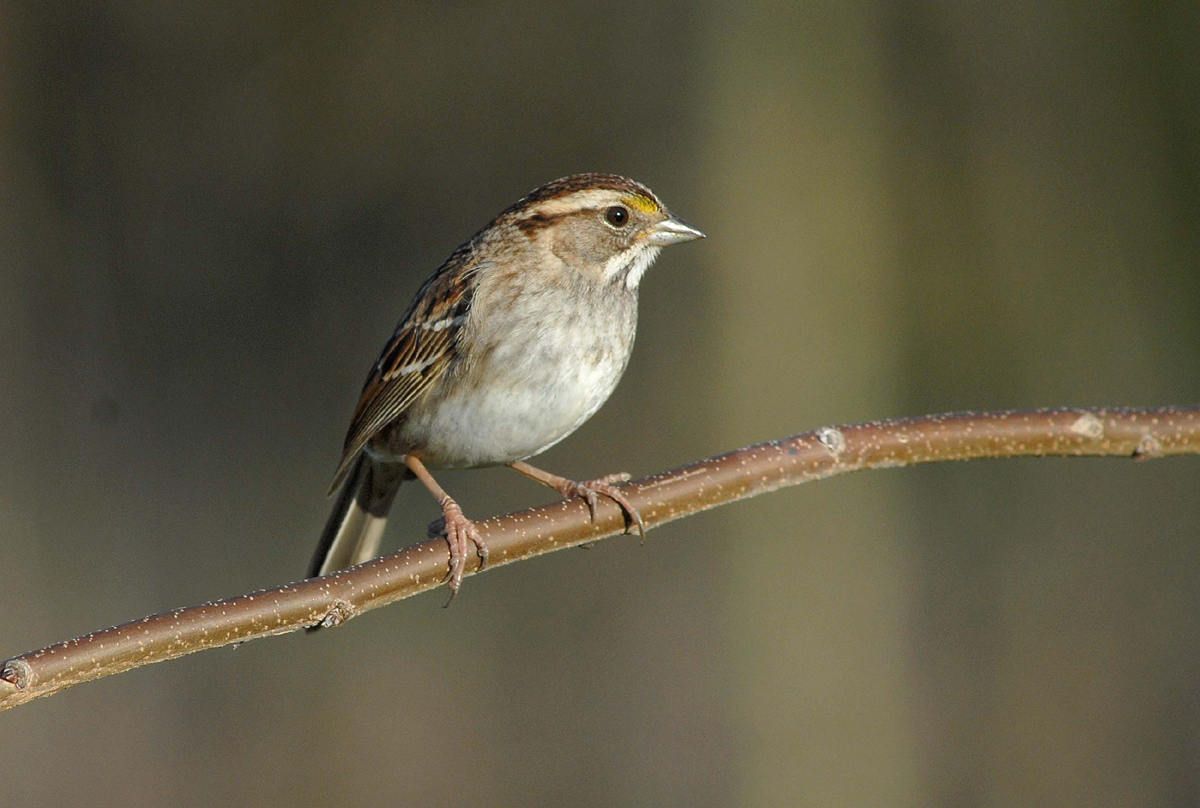 White-throated sparrow.