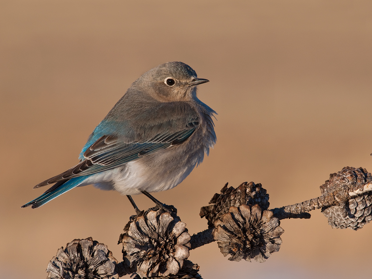 Mountain bluebird female