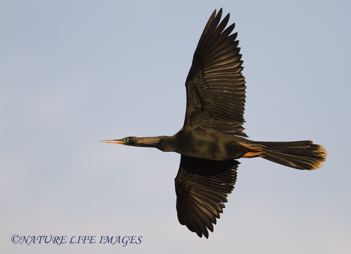 Flying Anhinga