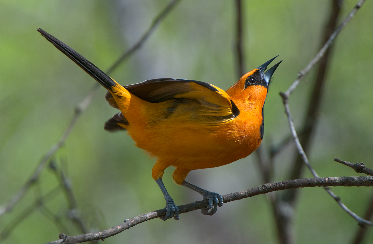 Altamira Courting