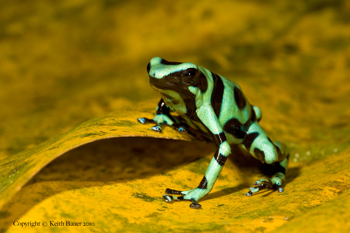 Poison Dart Frog