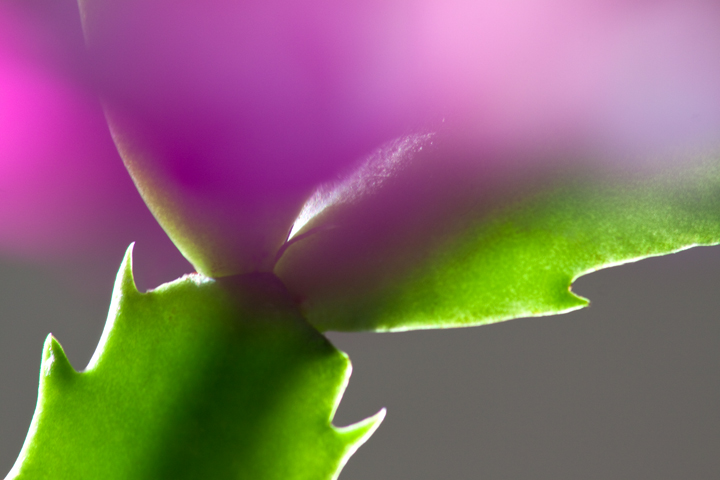 Christmas Cactus Cram...