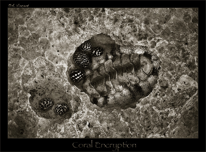 Coral Encryption