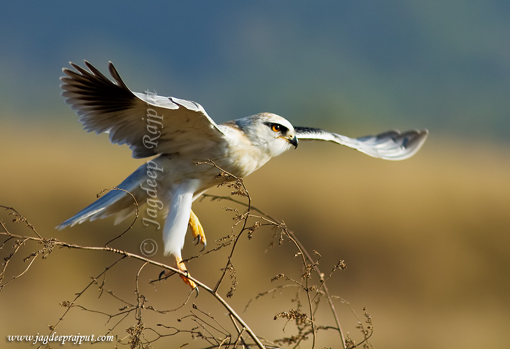 Black-shouldered Kite 