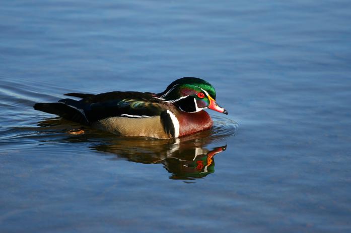 A Tale of Two Ducks