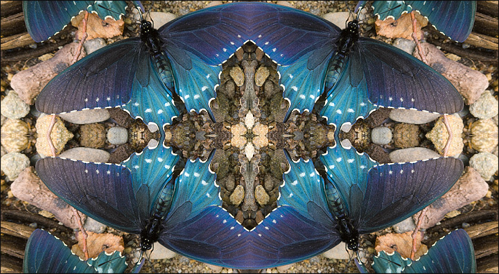 Oriental Rug