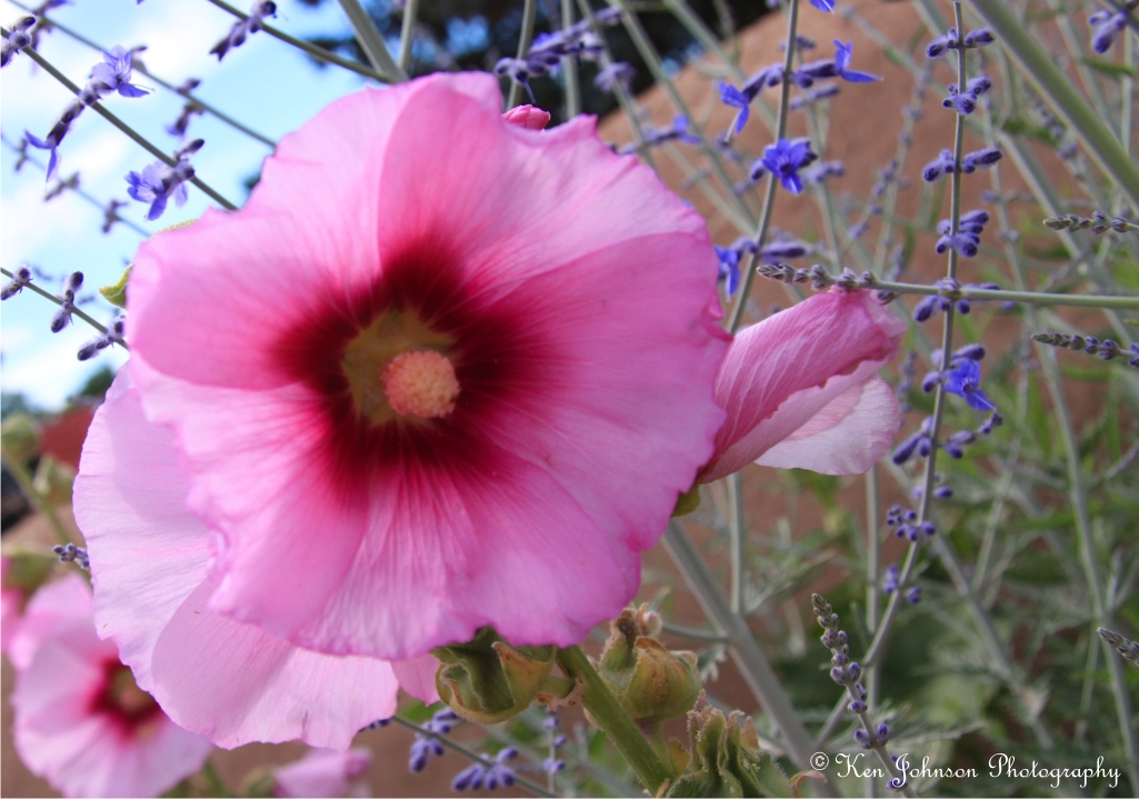 New Mexico Beauty
