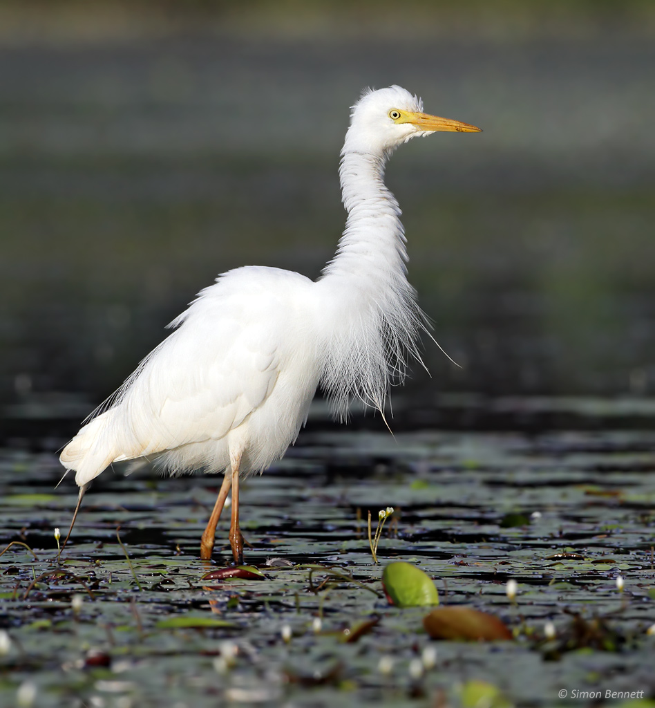 Intermediate Egret