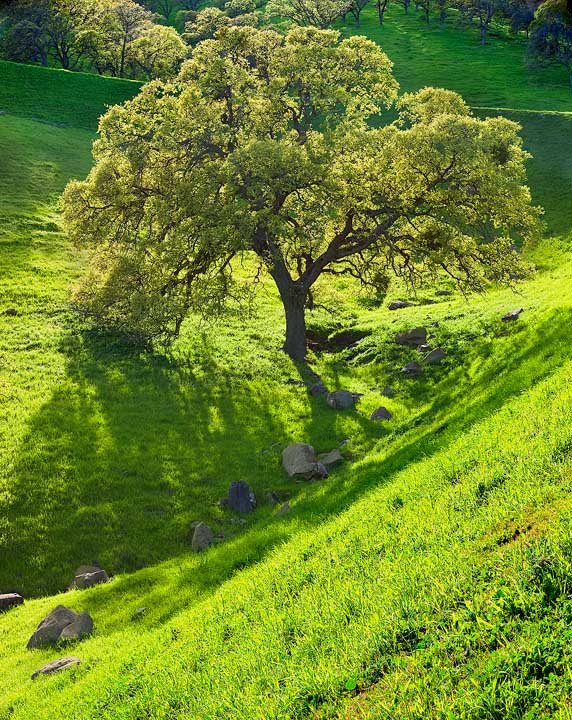 Oaks in spring