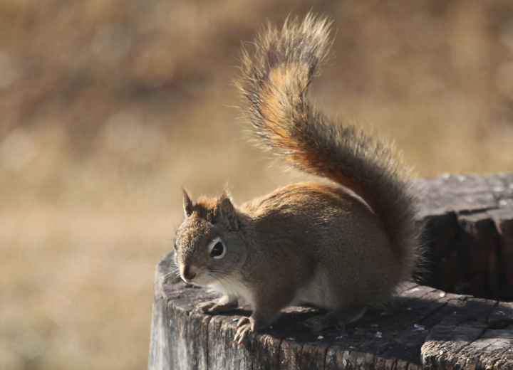 Red Squirrel