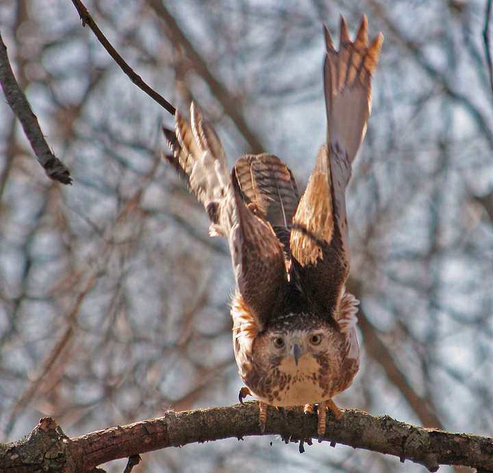 Red Tail pre-flight