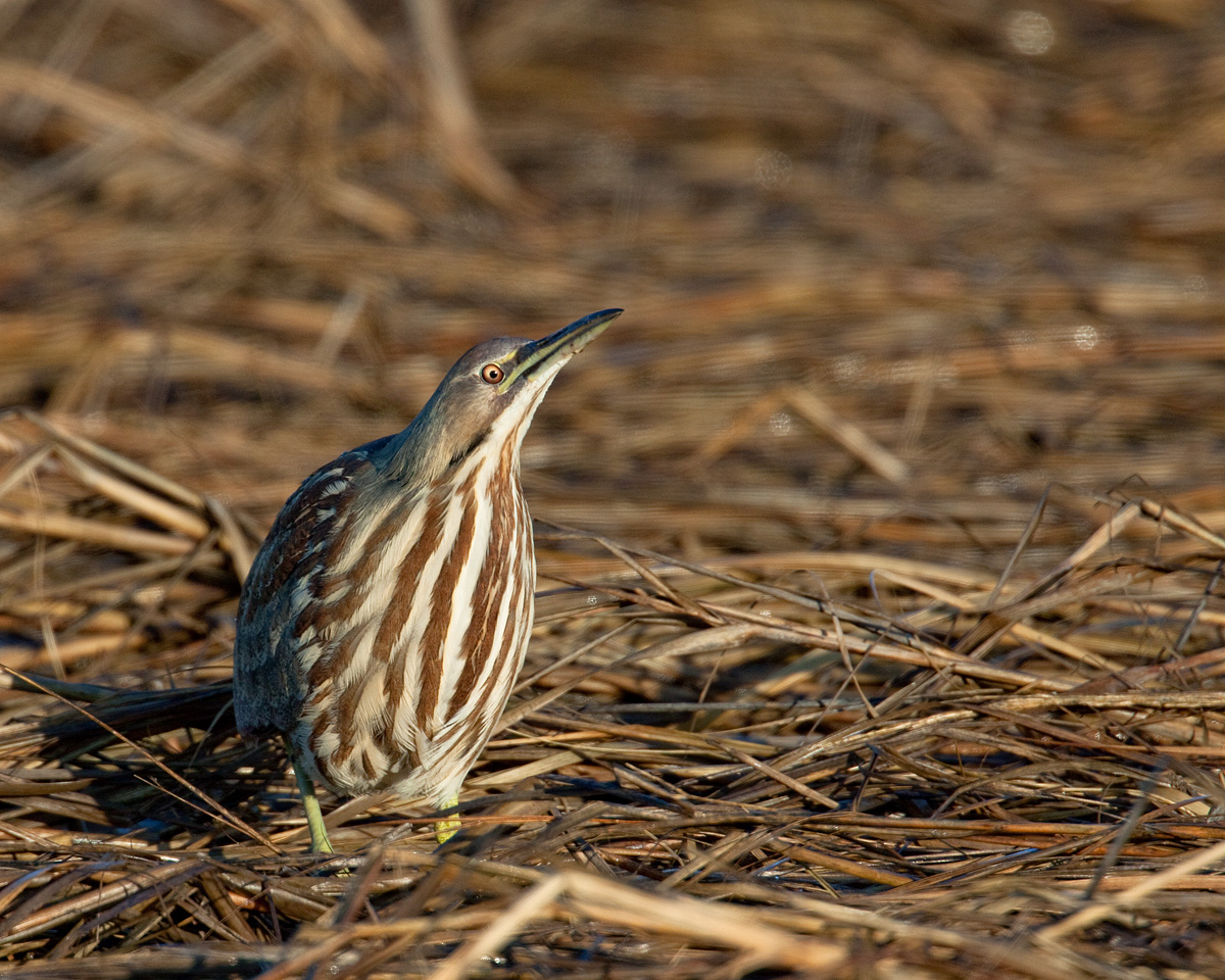 American Bittern