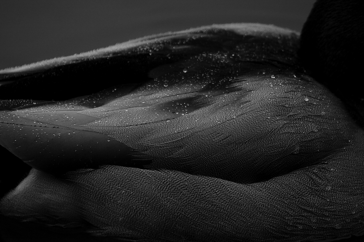 Featherdrops