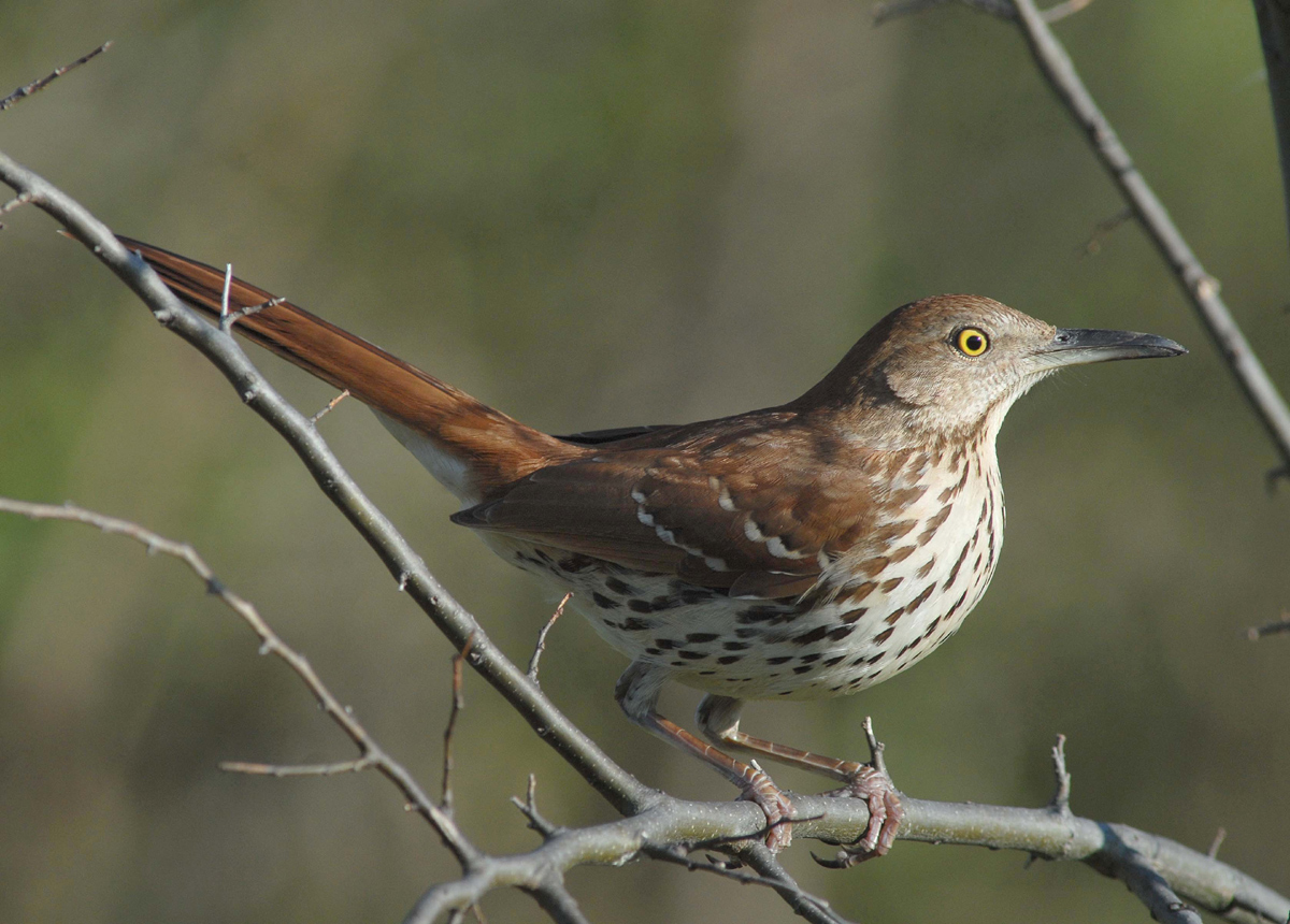 Brown thrasher