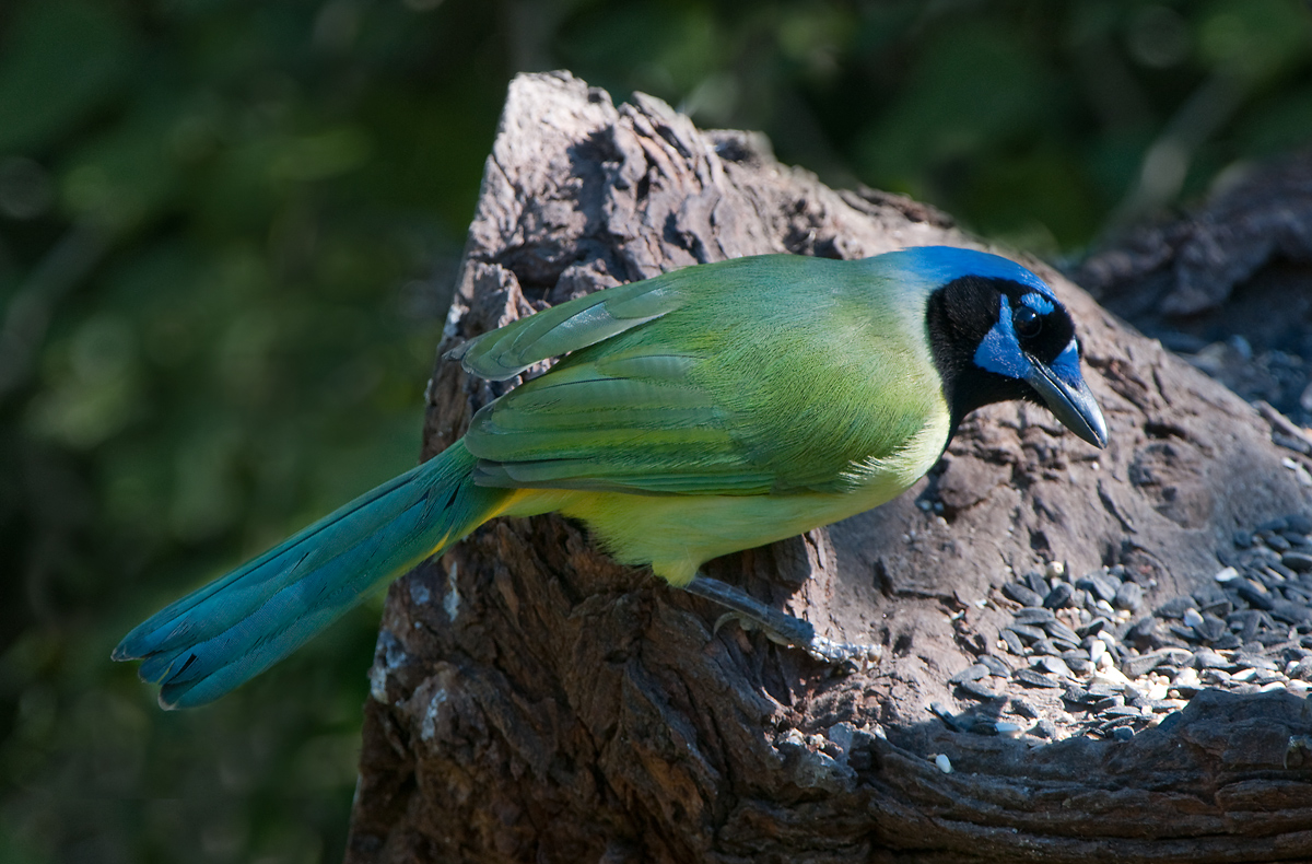 Green Jay