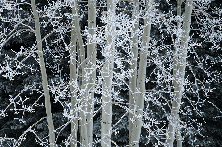 Frosted Aspens v.2