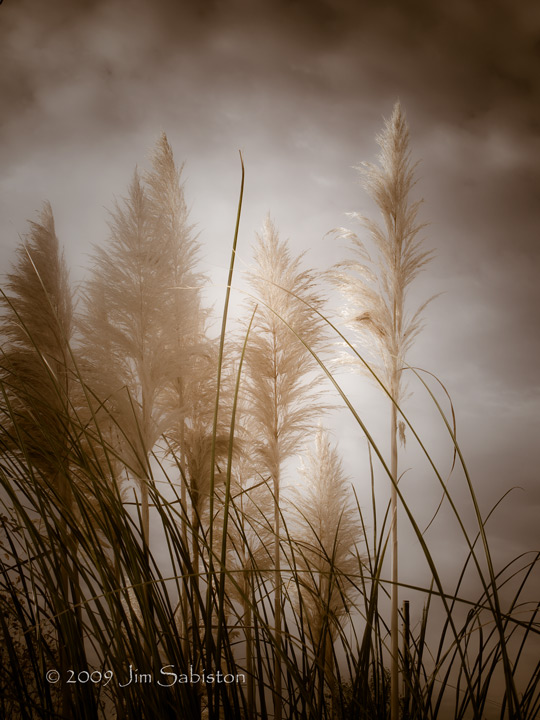 Pampas dawn