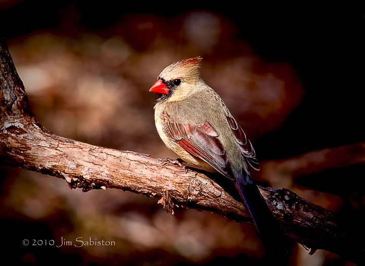 Cardinal in Cedar
