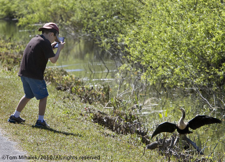 Boy photographs Anhinga