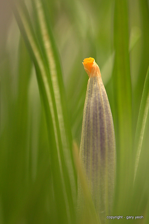 Crocus 