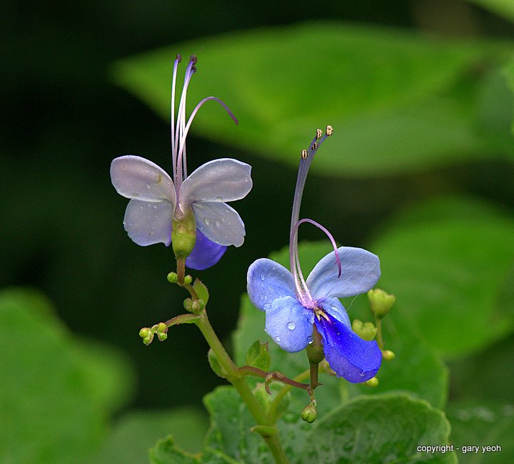 Blue butterfly bush